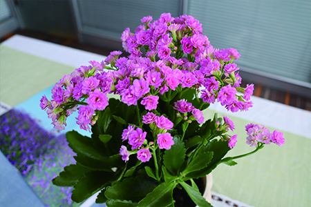 长寿花黑斑病如何治疗(长寿花 黑斑)