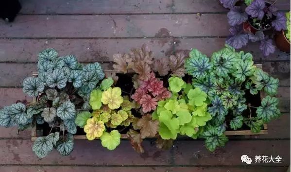 月季花期有多长