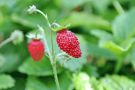 草莓生长期水分的要求