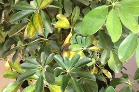 鸭掌木叶子发黄怎么处理怎么补救