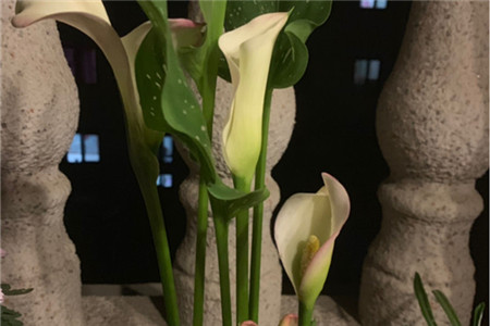 马蹄莲要用多大的盆栽