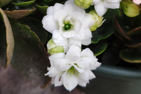 长寿花花枝下垂