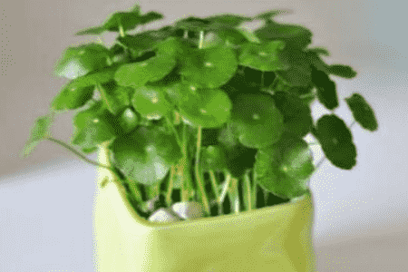 吃了一个月金钱草尿酸一直高