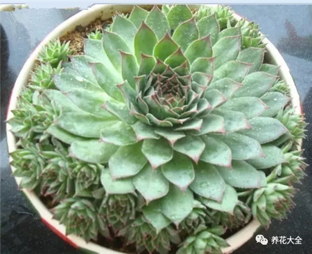 多肉夏天好养的品种