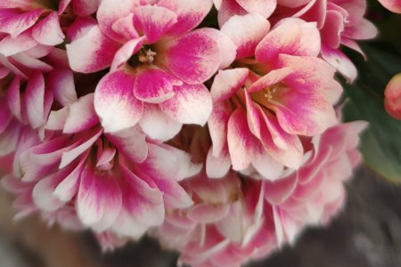 长寿花花枝下垂