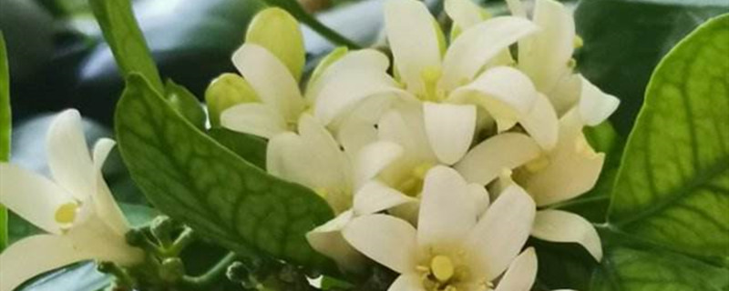 阳台如何养九里香需要注意什么(阳台种九里香对风水好吗)