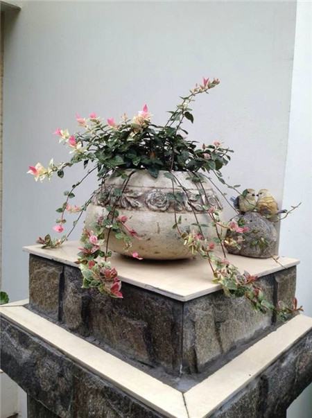 花叶络石的扦插和繁殖视频