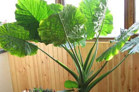 滴水观音上面砍了