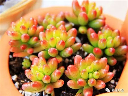 多肉夏天好养的品种