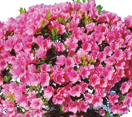 蜡叶杜鹃的繁殖方法(蜡皮杜鹃修剪视频)