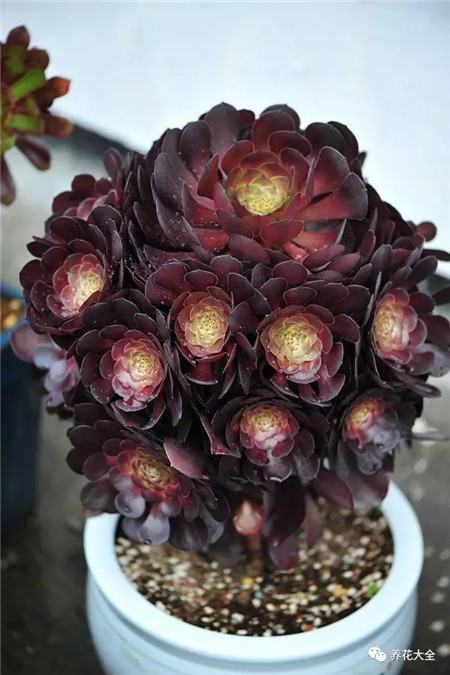 多肉夏天好养的品种