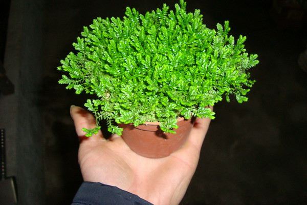 翠云草的扦插繁殖的方法(翠云草的扦插繁殖的方法有哪些)