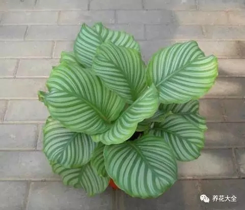 月季花期有多长