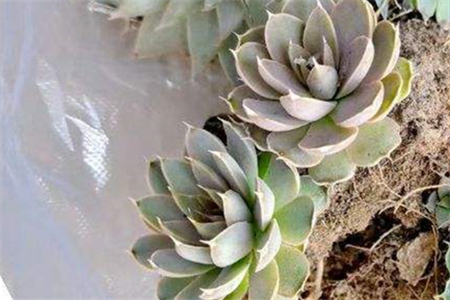 银星草是什么样的