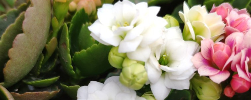 长寿花花朵下垂怎么办(长寿花花枝下垂)