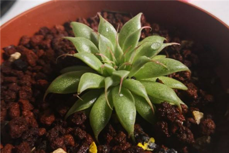 银星草是什么样的