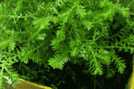 珊瑚草的养殖方法和注意事项视频