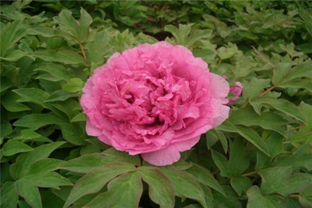 富贵满堂花的种植