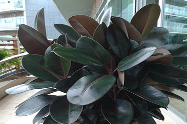 橡皮树叶子下垂怎么办(橡皮树叶子变软下垂脱落)