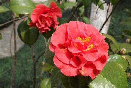 茶花品种大全各种茶花图片