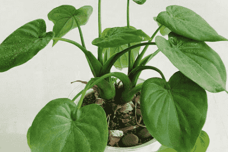 滴水观音上面砍了