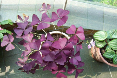 紫叶榨浆草扦插方法(紫叶榨浆草扦插方法和技术)