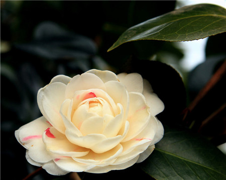 茶花品种大全各种茶花图片