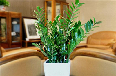 阳台放什么植物挡煞气