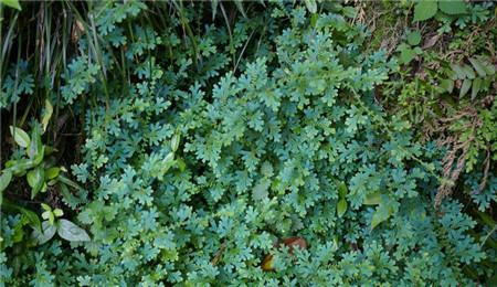 翠云草的扦插繁殖的方法有哪些