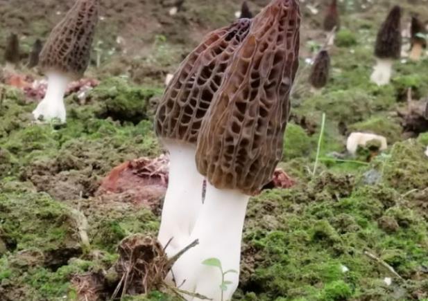 羊肚菌可以生吃吗羊肚菌有白色的吗(羊肚菌有新鲜的吗)