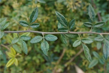 探春花怎么繁殖