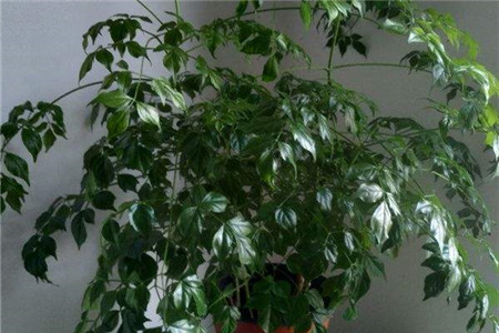 家里养的幸福树多久浇一次水