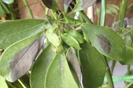 鸭掌木叶子发黄怎么处理怎么补救