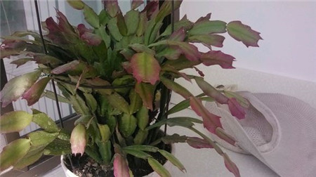 蟹爪兰叶子红了什么原因