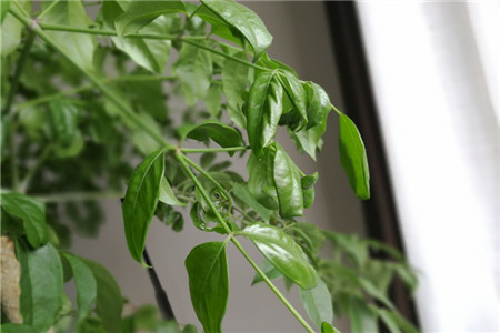 家里养的幸福树多久浇一次水