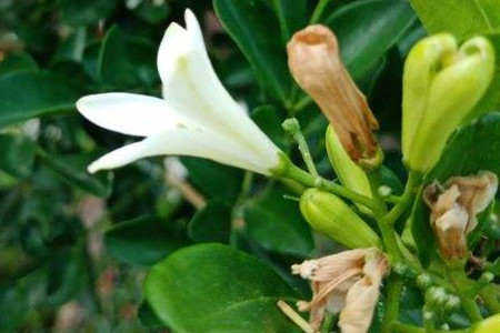 阳台种九里香对风水好吗