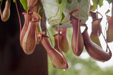 猪笼草的笼子里很多水是不是不正常的现象呀