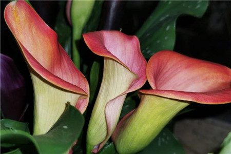 马蹄莲要用多大的盆栽