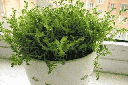 珊瑚草的养殖方法和注意事项视频