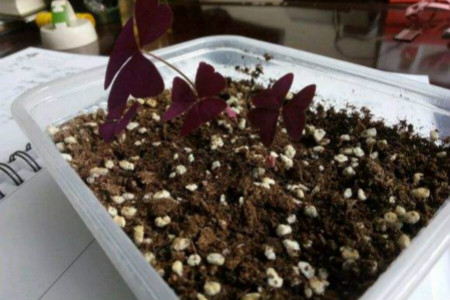 紫叶榨浆草扦插方法和技术