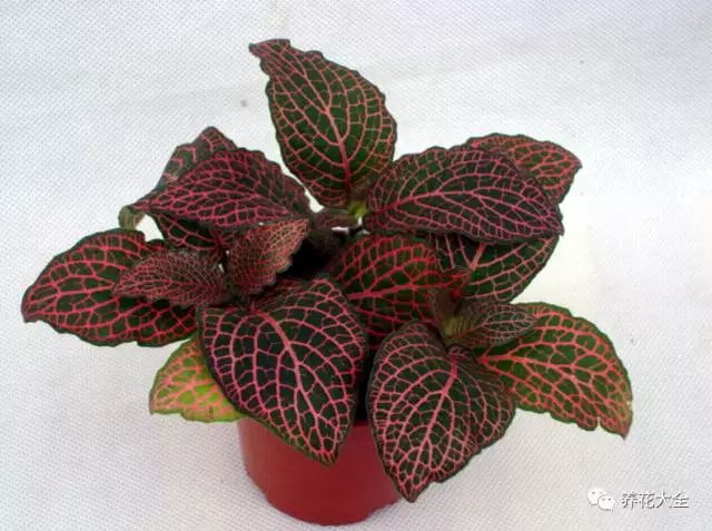 月季花期有多长