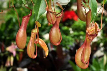 猪笼草的笼子里很多水是不是不正常的现象呀