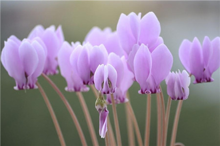 如何让仙客来度夏