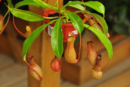 猪笼草的笼子里很多水是不是不正常的现象呀