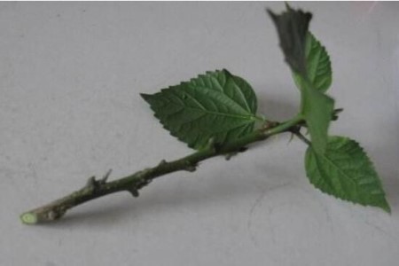 三角梅扦插最简单方法