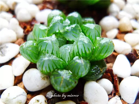 多肉夏天好养的品种