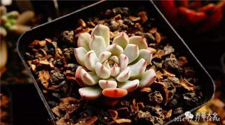 多肉夏天好养的品种