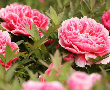 牡丹花都有哪些