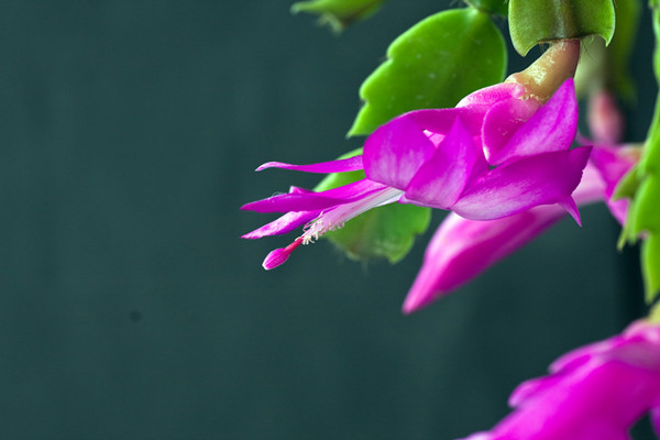 蟹爪兰叶子发红怎么办(蟹爪兰叶子红了什么原因)