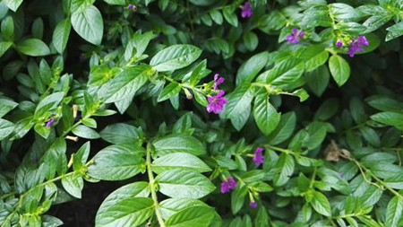 米叶黄杨的养殖方法和注意事项